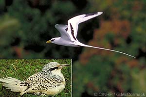 White-tailed Tropicbird