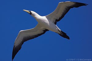 Masked Booby
