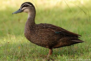 Pacific Black Duck