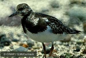 Ruddy Turnstone