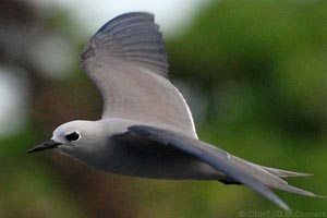 Blue Noddy